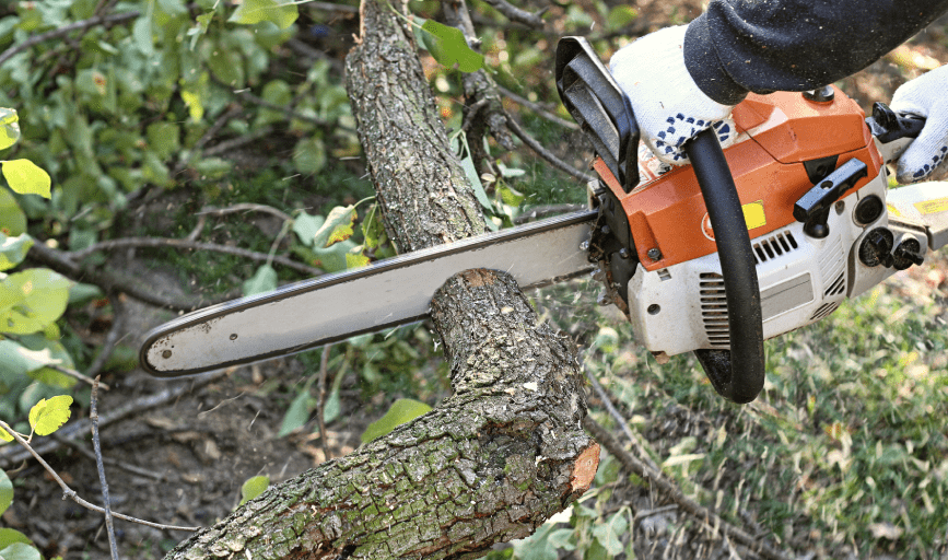 TREE TRIMMING